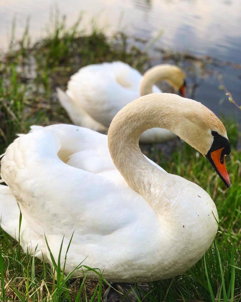 Лебеди у пруда