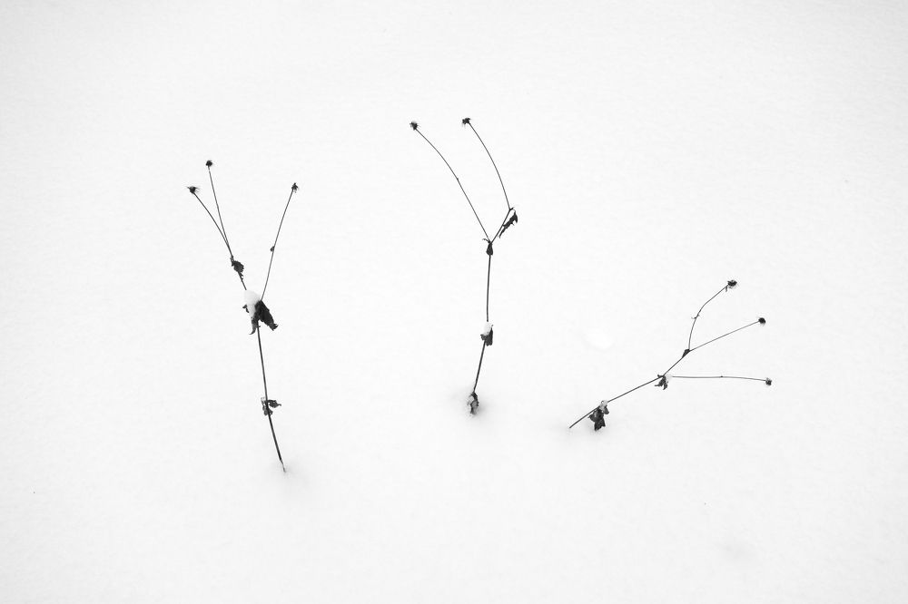 трио стойких