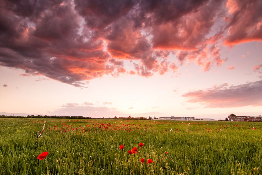 Photograph by Daniel Chobanov
