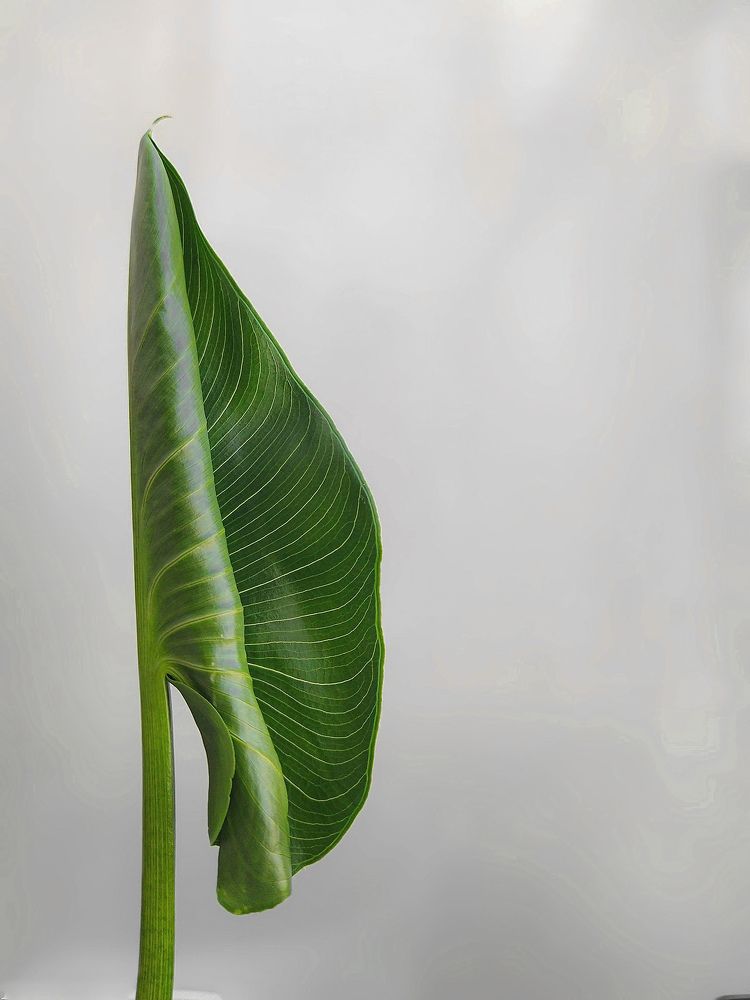 Фотография автора Наталья Алексеева