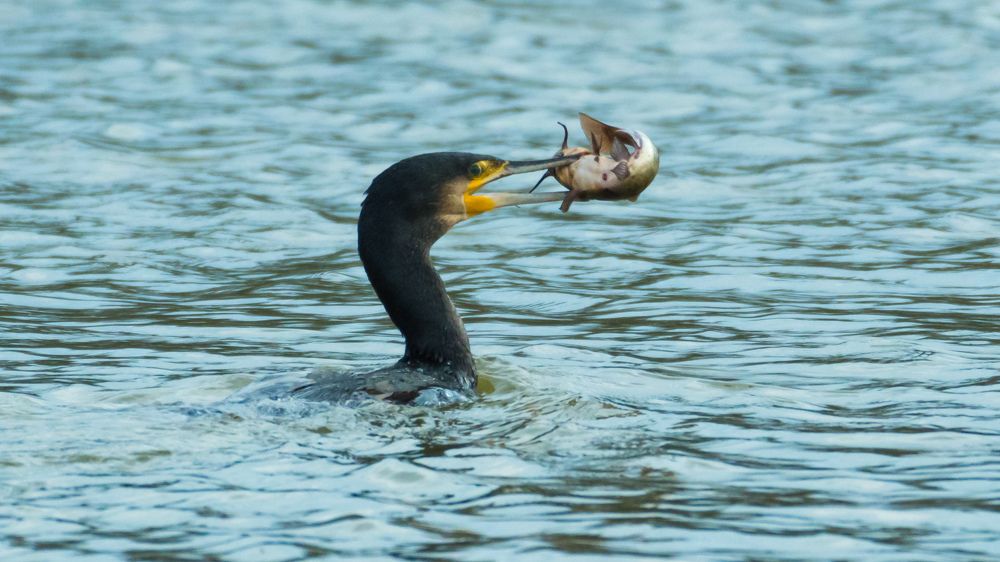 Баклан с добычей.