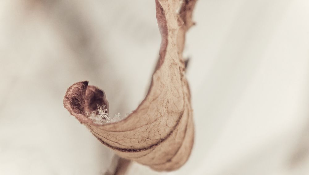 Ладонь природы