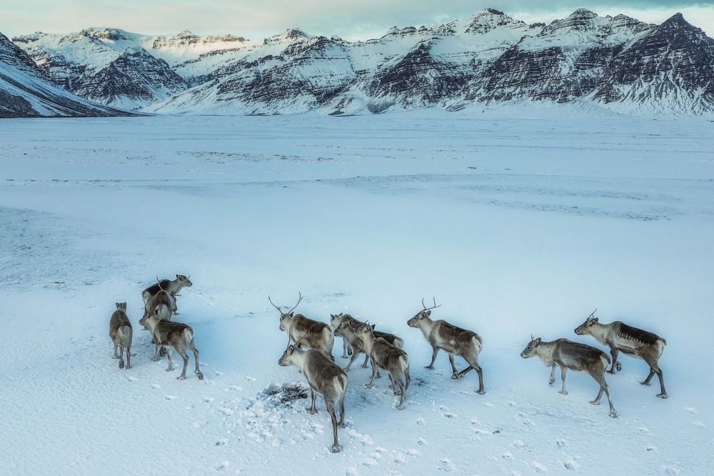Reindeers migrating to the mountain