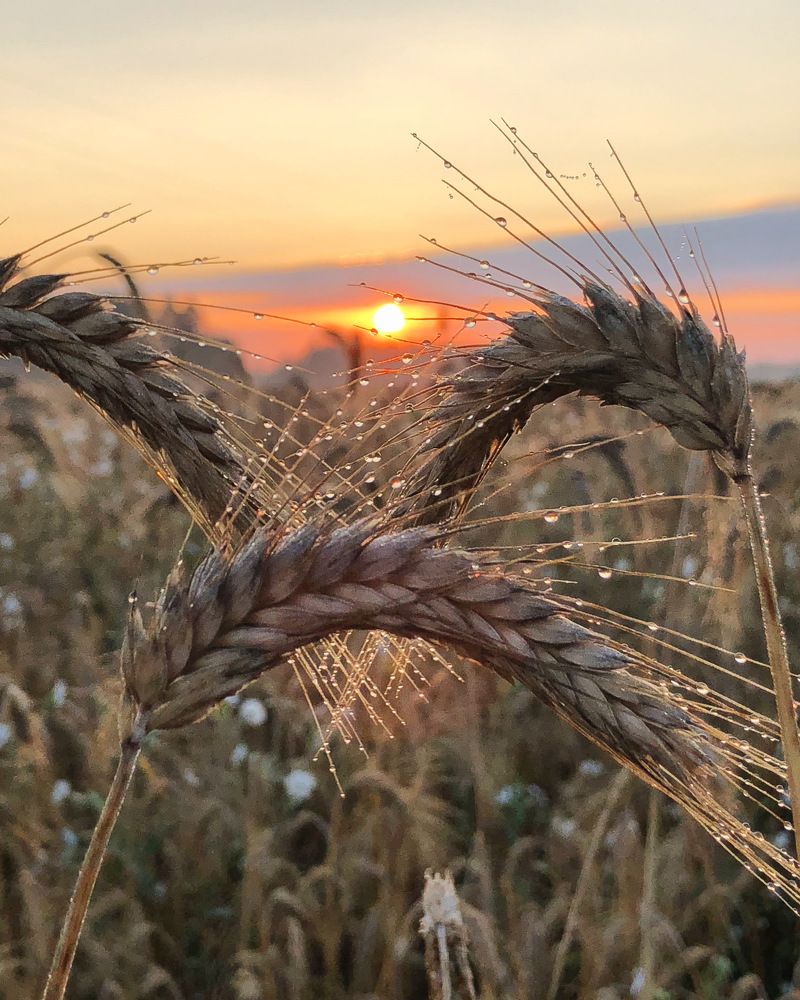 Photograph by Лариса