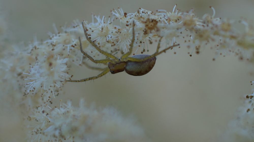 Photograph by Toomas Tõnisalu