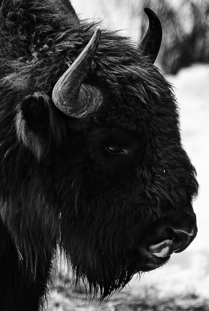 Photograph by René Richard Verona