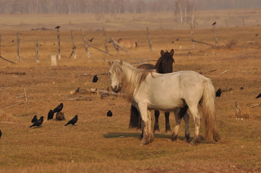 Фотография автора Мичийээнэ Барашкова