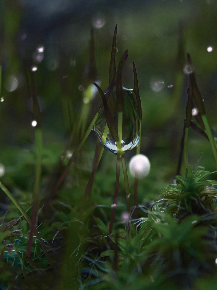 Фотография автора Наталья Алексеева