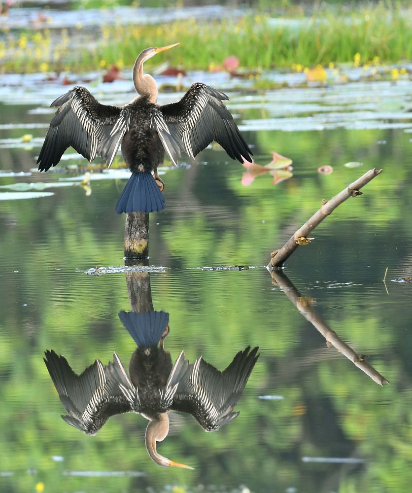 Photograph by Edward Arnold