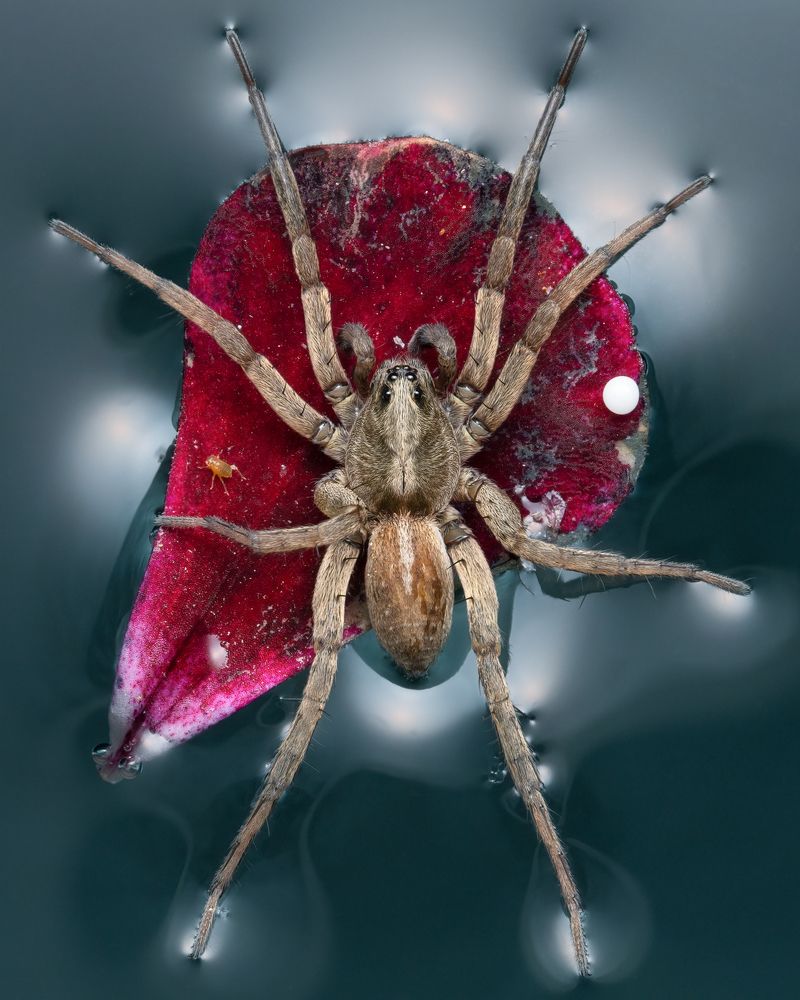 Photograph by Evan Van Zeumeren