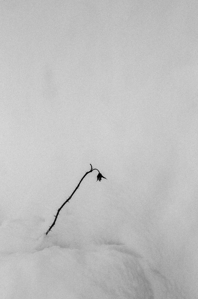 Photograph by Veronika Trubnikova