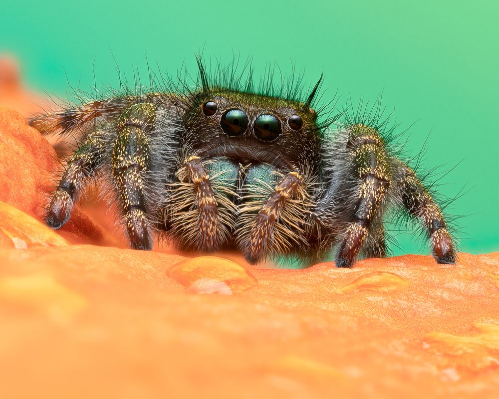 Photograph by Evan Van Zeumeren