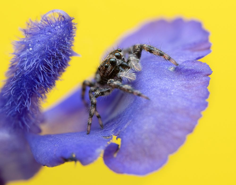 Photograph by Evan Van Zeumeren