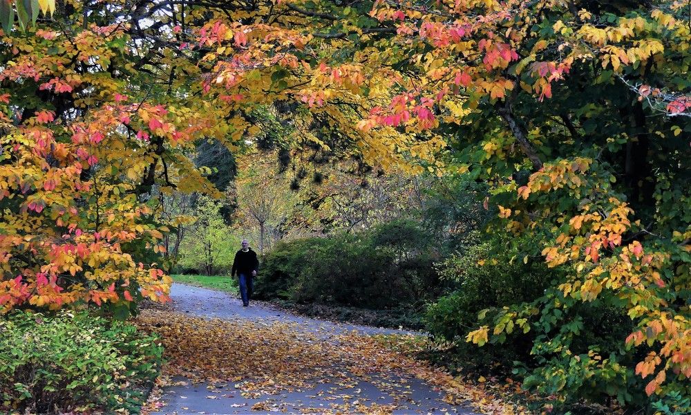 Краски осени
