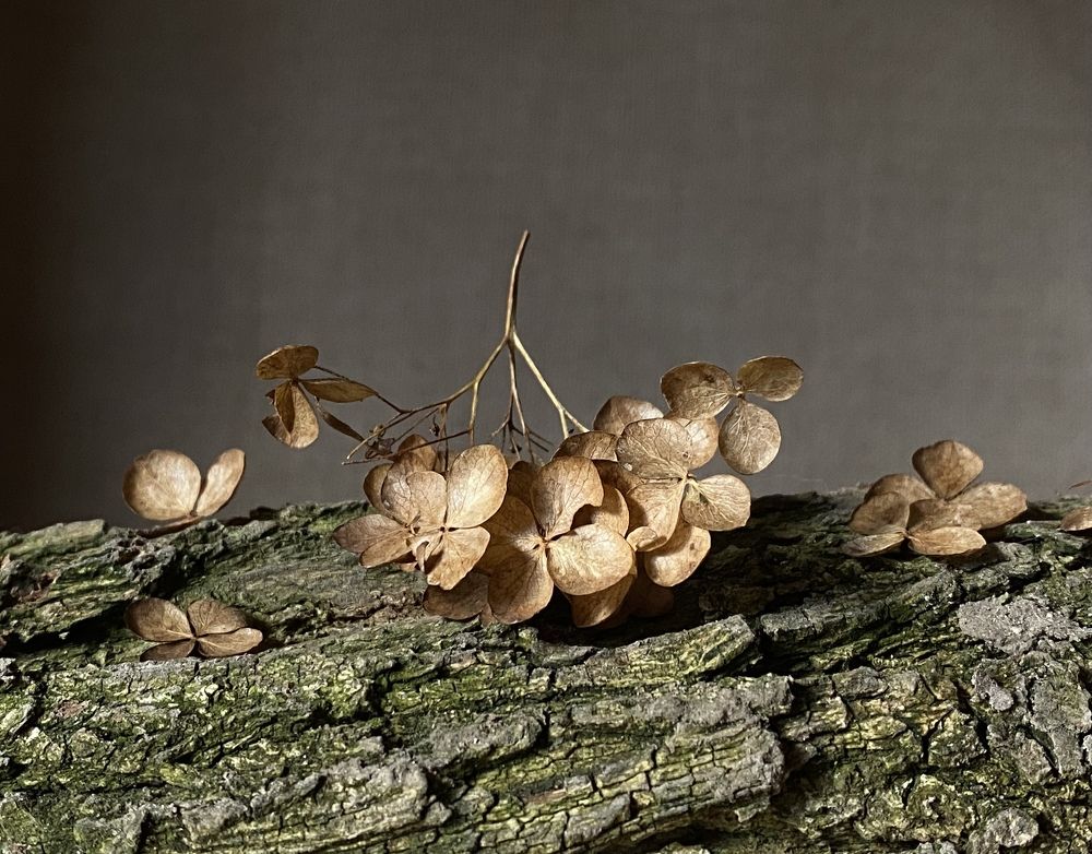 Photograph by Анастасия Куэлляр