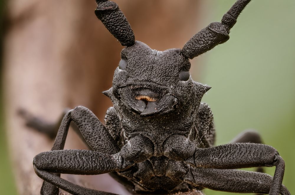 Photograph by Sara Jazbar