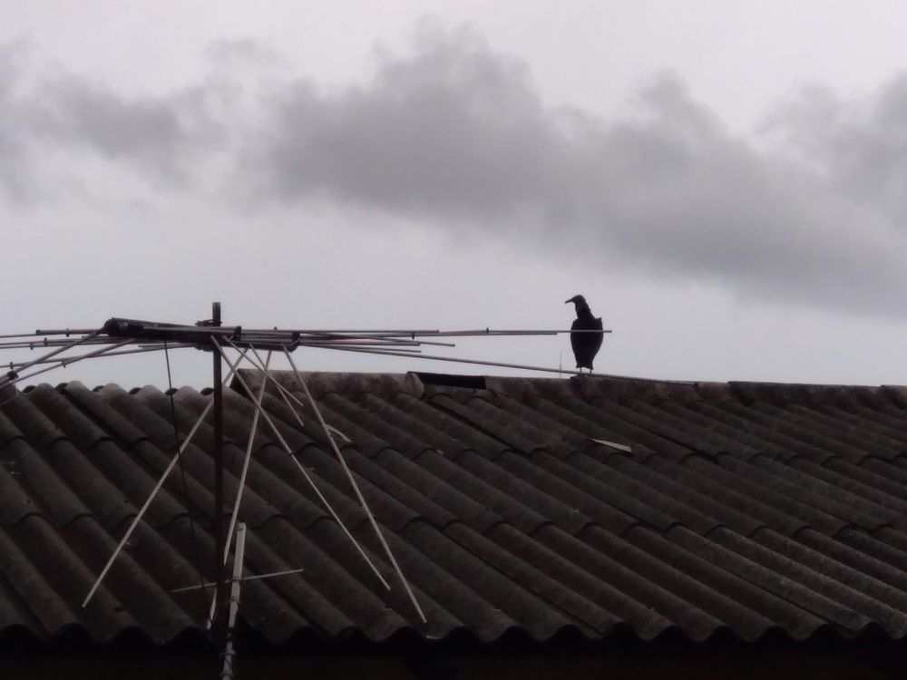 A vulture by a TV antenna