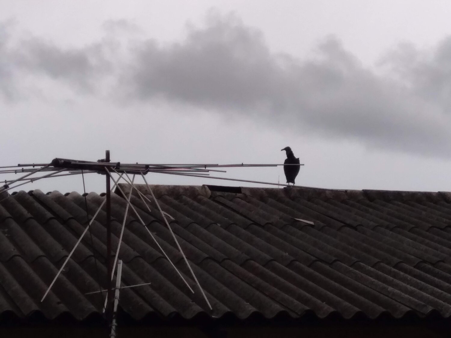 A vulture by a TV antenna