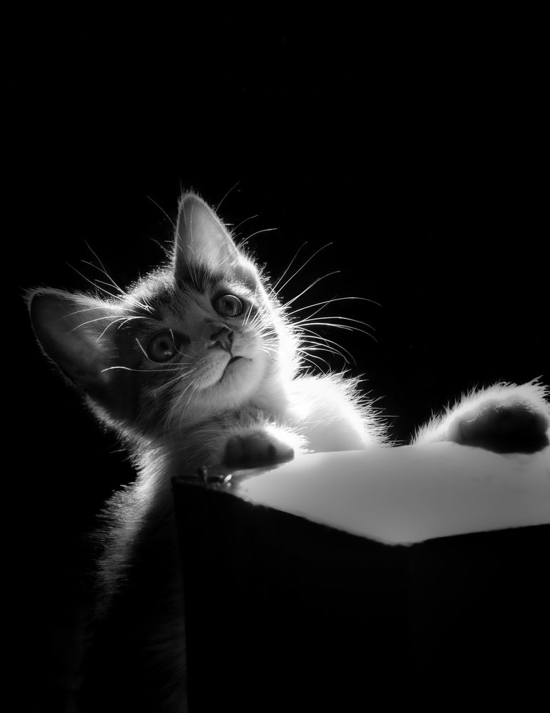 Фотография автора Мария Рохмистрова