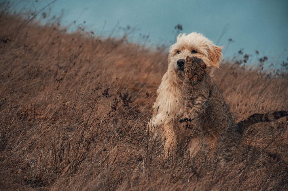 Photograph by Plesa Ioan Dan