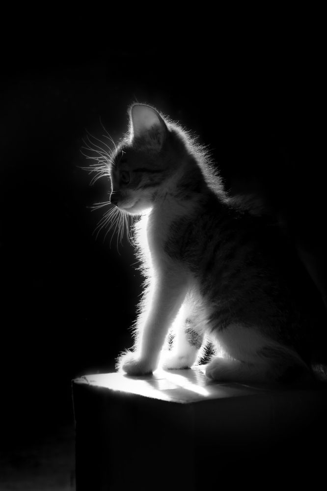 Фотография автора Мария Рохмистрова