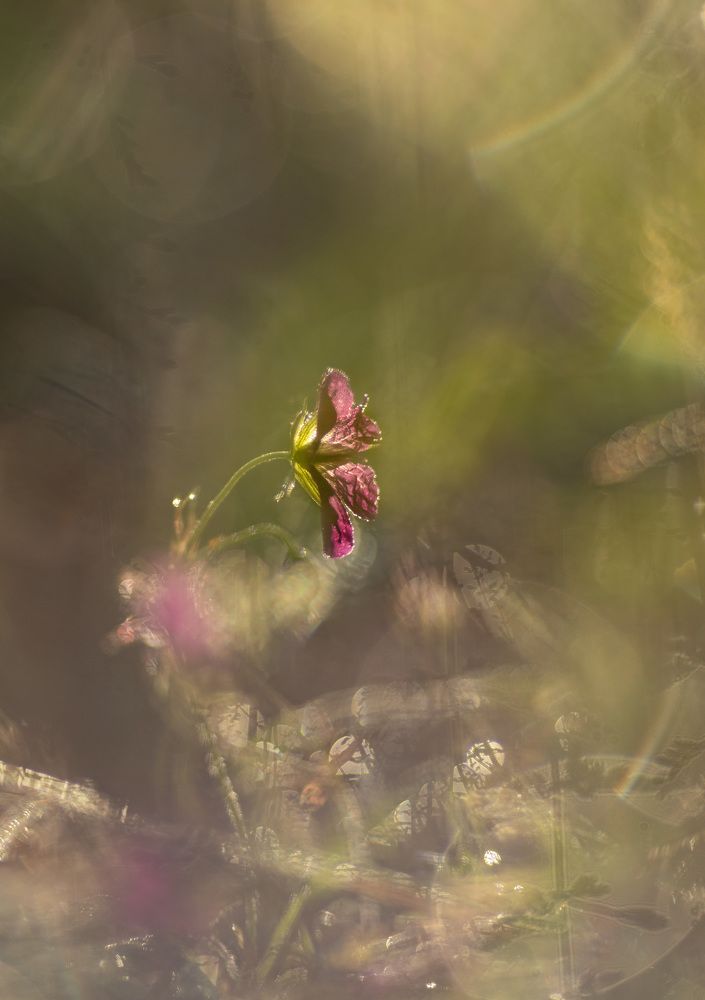 Фотография автора Мария Рохмистрова