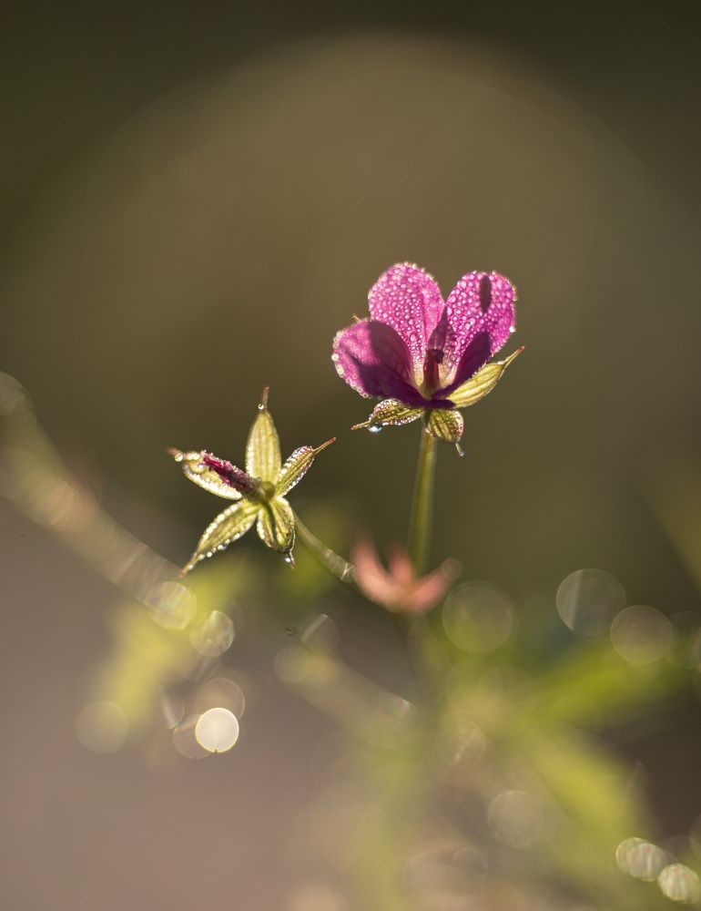 Фотография автора Мария Рохмистрова