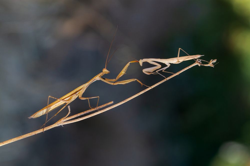 Photograph by Станка Петрова