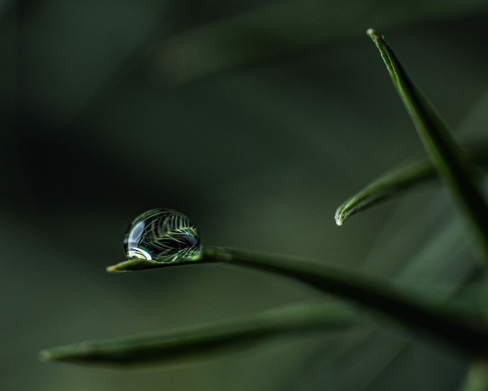 Photograph by Ольга Ларизадех