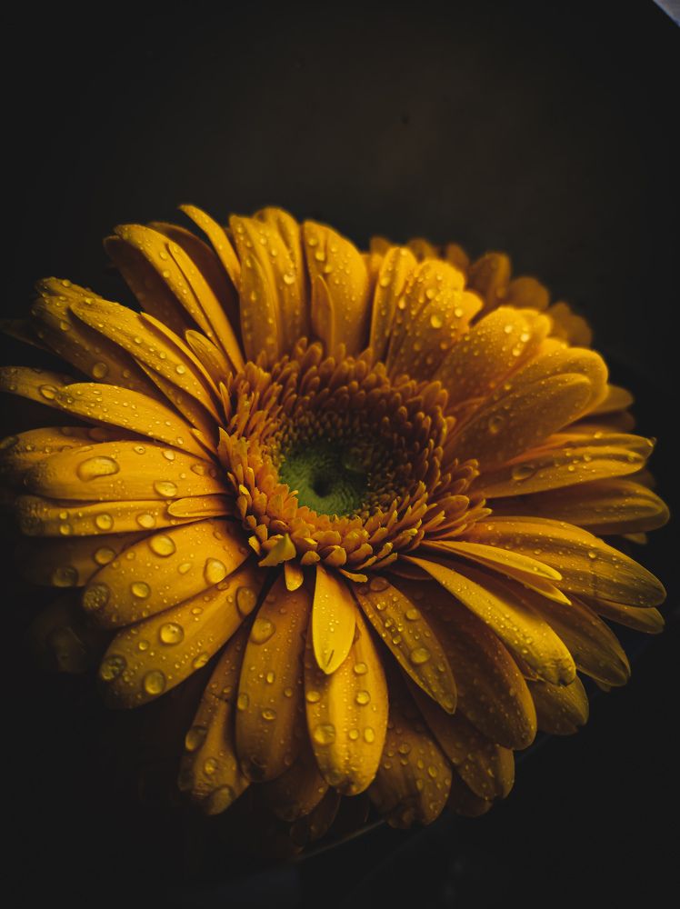 Макро в цветах . Life before my eyes.