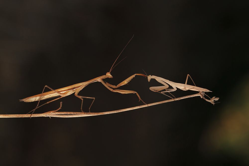 Photograph by Станка Петрова