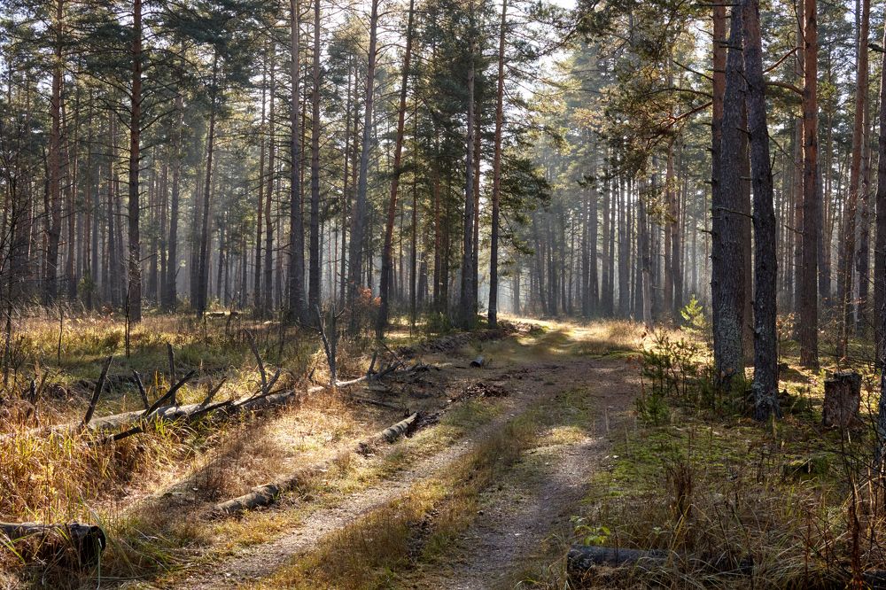 Утро в лесу