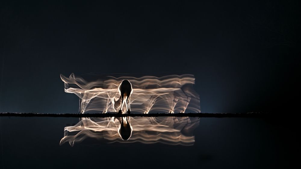 Time for feeding VII.