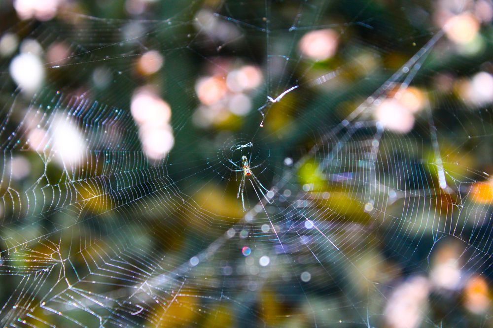 The Leucauge argyra