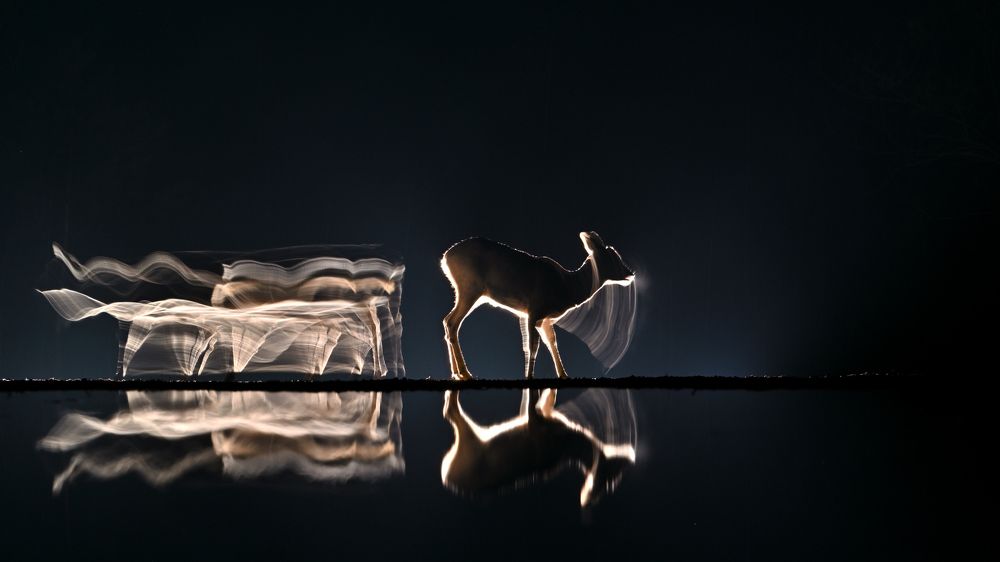 Time for feeding III.