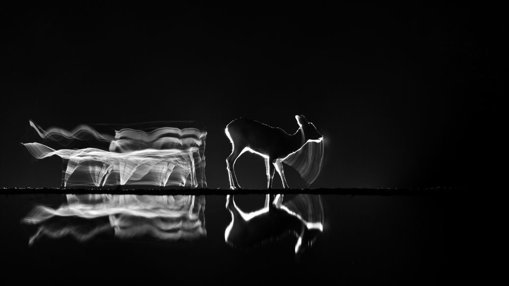 Time for feeding III.