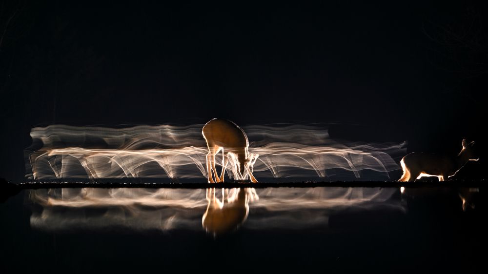 Time for feeding III.