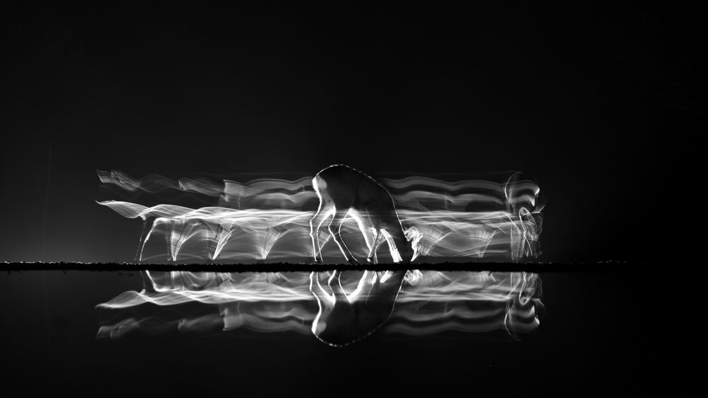 Time for feeding II.