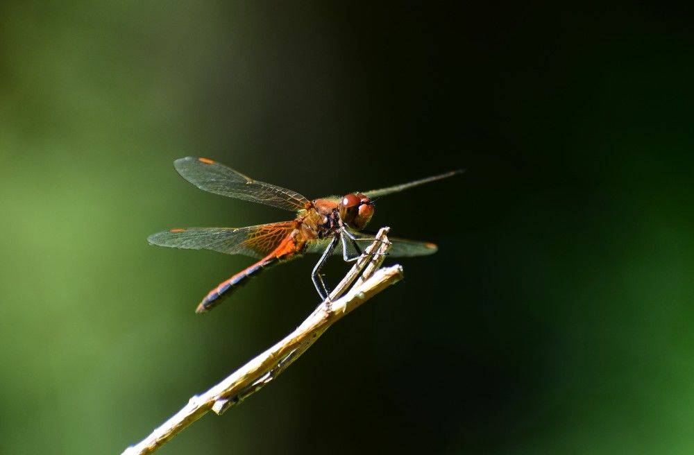 Фотография автора Мария Рохмистрова