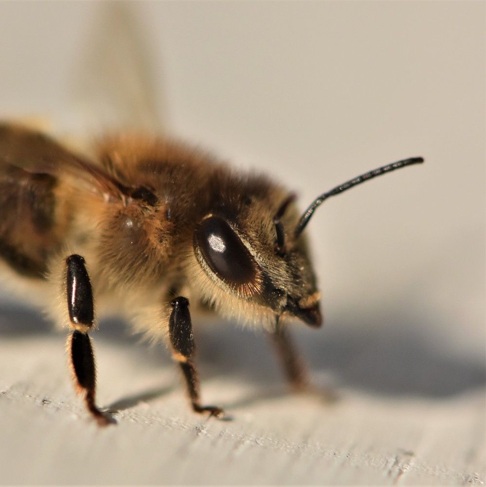 Фотография автора Мария Рохмистрова