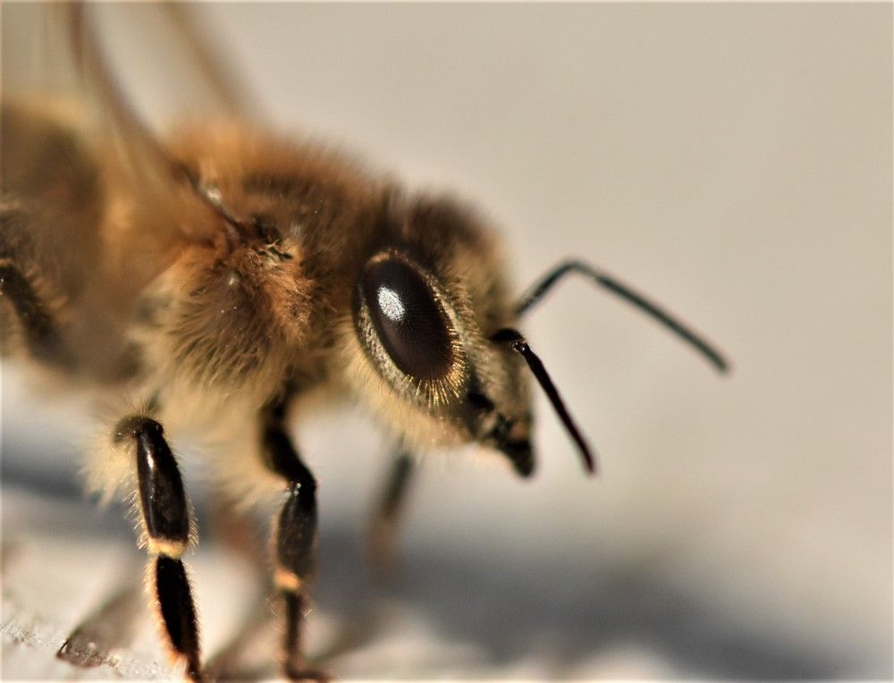 Фотография автора Мария Рохмистрова