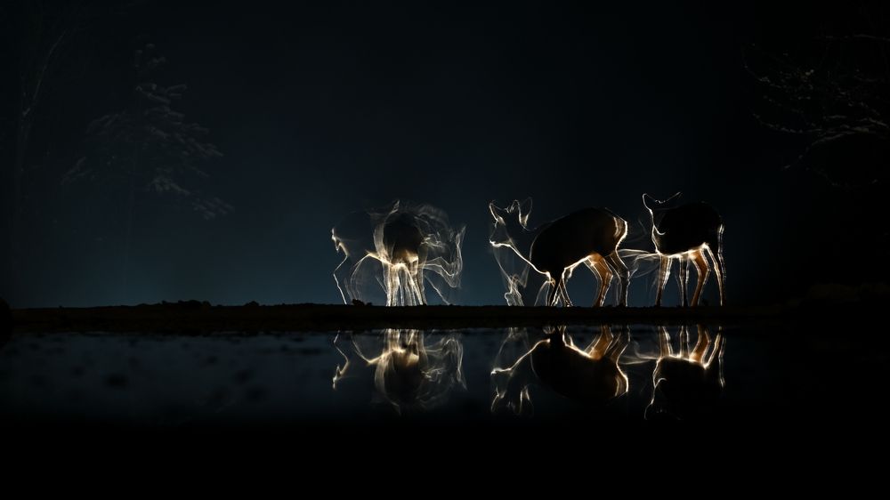 Time for feeding VIII.