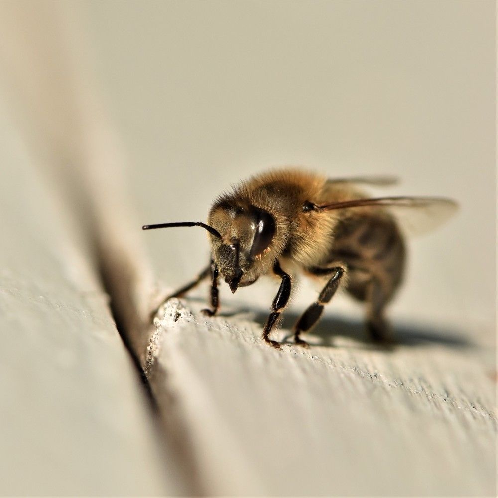 Фотография автора Мария Рохмистрова