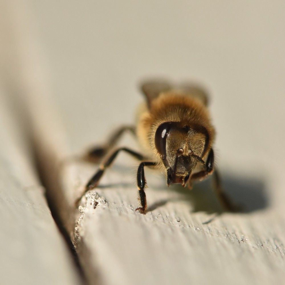 Фотография автора Мария Рохмистрова