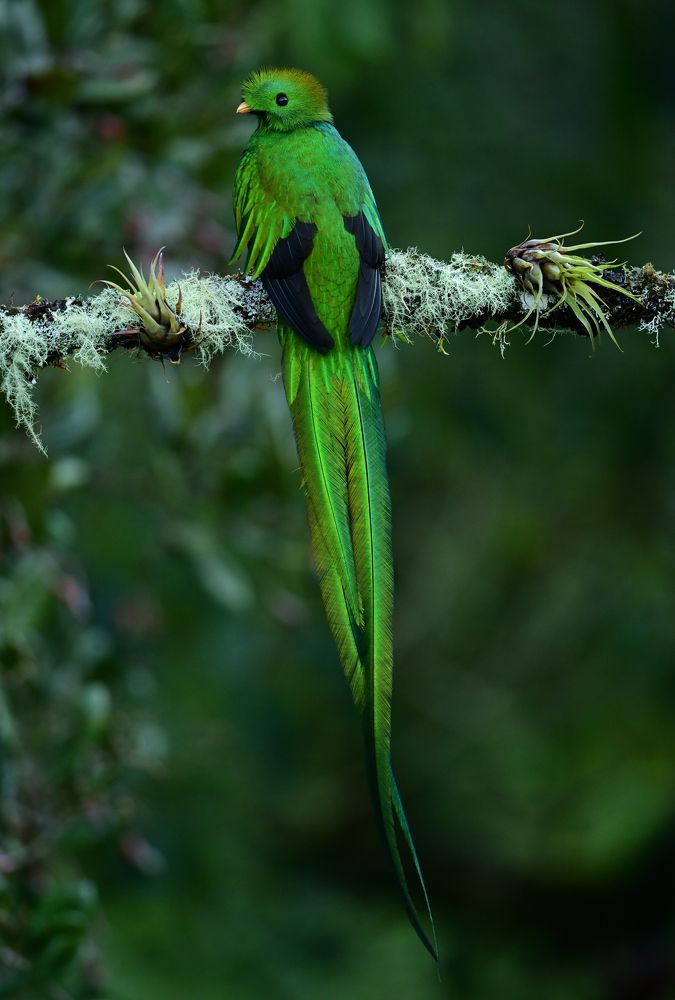 Quetzal