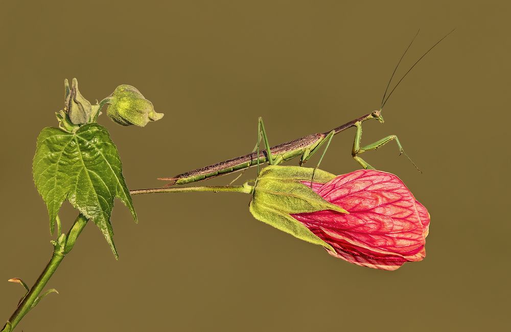 Praying Mantis