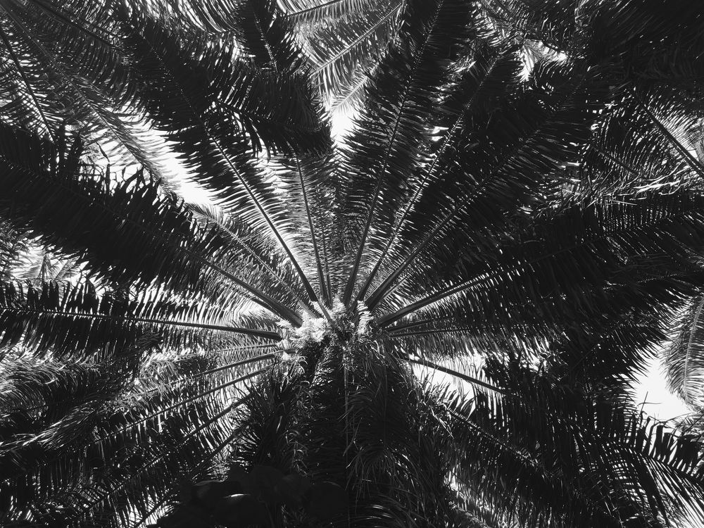 Photograph by Juraj Benčík