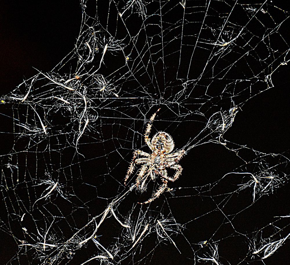 Spider in night