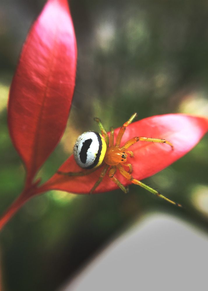 Photograph by Sr. Ma. Jenny Mhy-sy Yasa