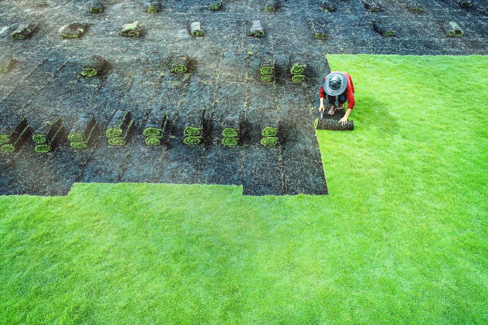 Zoysia grass harvesting